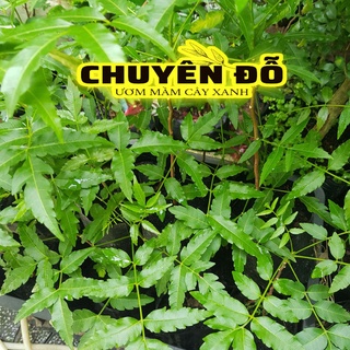 CÂY SẦU ĐÂU LÁ LÀM GỎI