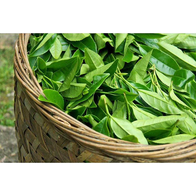 CÂY TRÈ XANH UỐNG NƯỚC