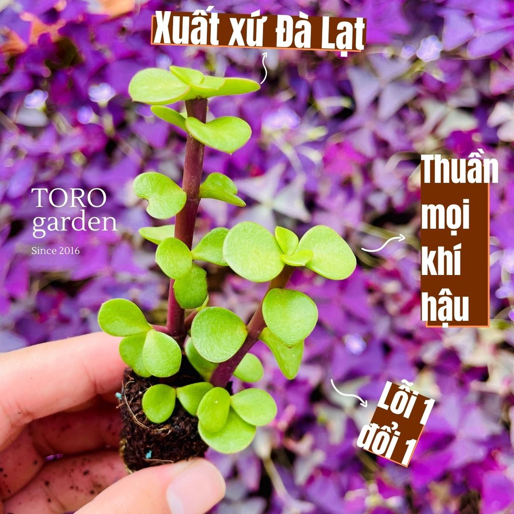 Sen đá đô la SONDA GARDEN size mini 2.5-4cm, xuất xứ Đà Lạt, khoẻ đẹp, lỗi 1 đổi 1