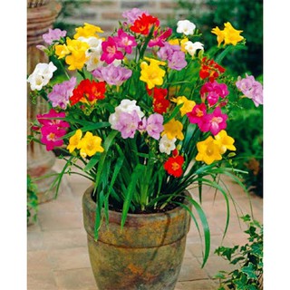 1 set 6 củ hoa lan nam phi 6 màu ( tặng kèm 6 viên nén sơ dừa ươm củ )