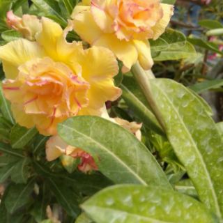 15 hạt sứ thái cánh kép.