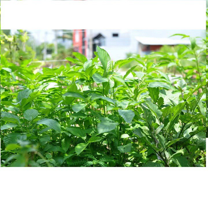 30GR - HẠT GIỐNG RAU ĐAY