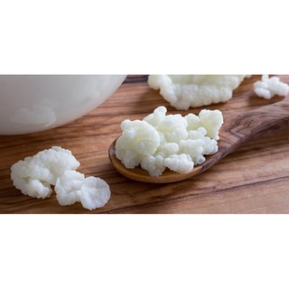 Nấm Tây Tạng Kefir làm sữa chua tiện lợi