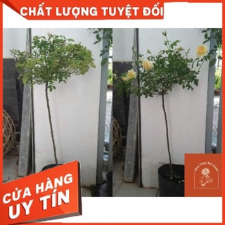 Tree thân gỗ juliet rose hoa hồng triệu đô siêu phẩm-tiệm hoa mixi