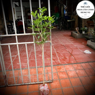 Cây mộc hương ta hoa thơm cao 1m2 thoát thân 80cm .