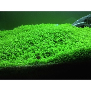 HẠT GIỐNG TRÂN CHÂU NGỌC TRAI THỦY SINH HỒ CÁ