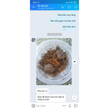 Rùa Common snapping baby mini cực đẹp