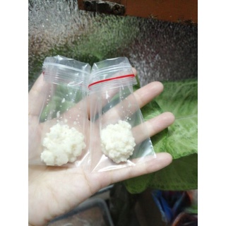 Nấm sữa kefir