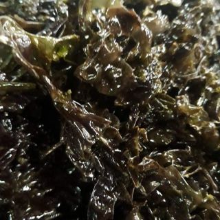 Rong biển Lý Sơn-500