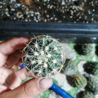 Hamato hoa vàng gieo hạt - xương rồng