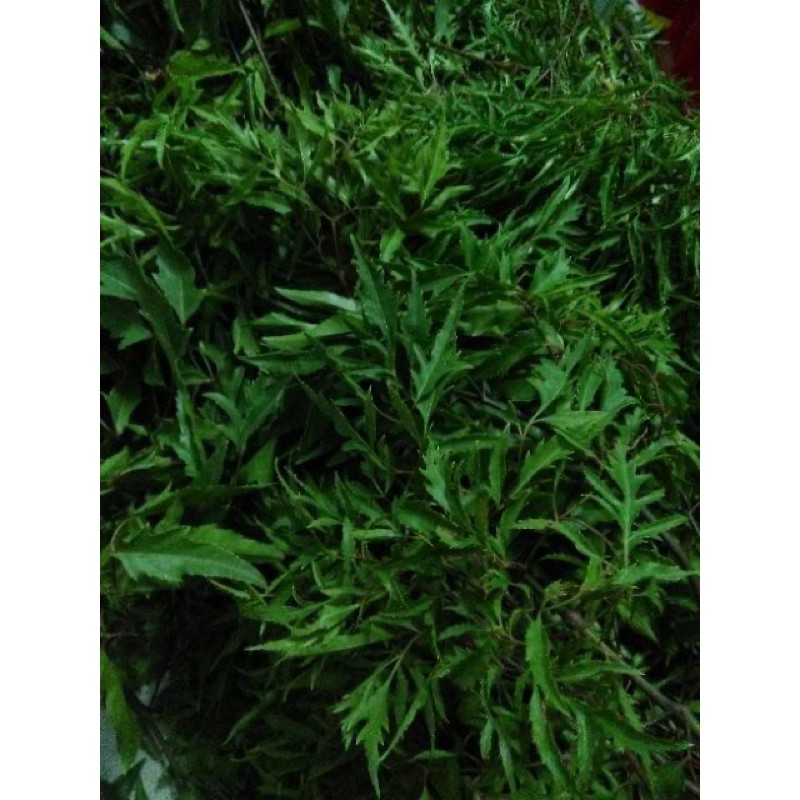 Lá Đinh lăng tươi - 1kg