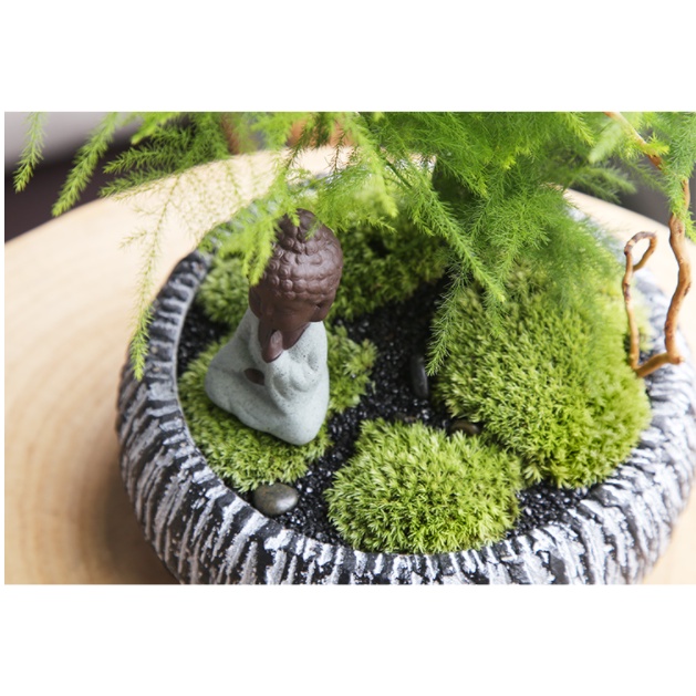 Rêu đầu bạc hộp 10x15cm để set terrarium, tiểu cảnh, bàn trà.