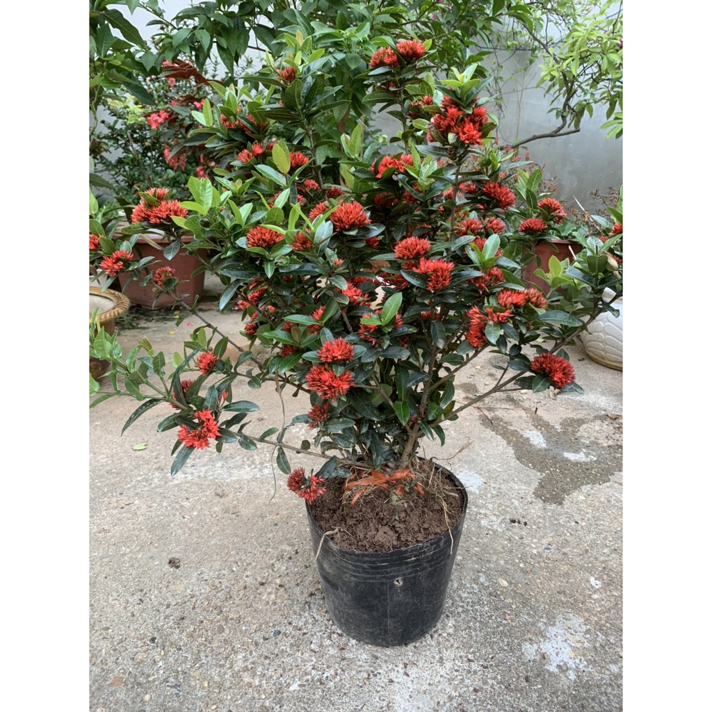 Cây Hoa Mẫu Đơn Bỉ Màu Đỏ Cao 40-50cm - Cây Kiểng Trang Trí Sân Vườn (ẢNH THẬT)