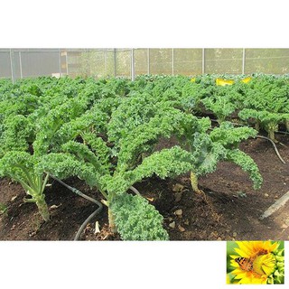 Hạt giống Cải lá Xoăn xanh Kale
