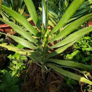 Hoa Lan Lena degold cây cao 50 _60cm