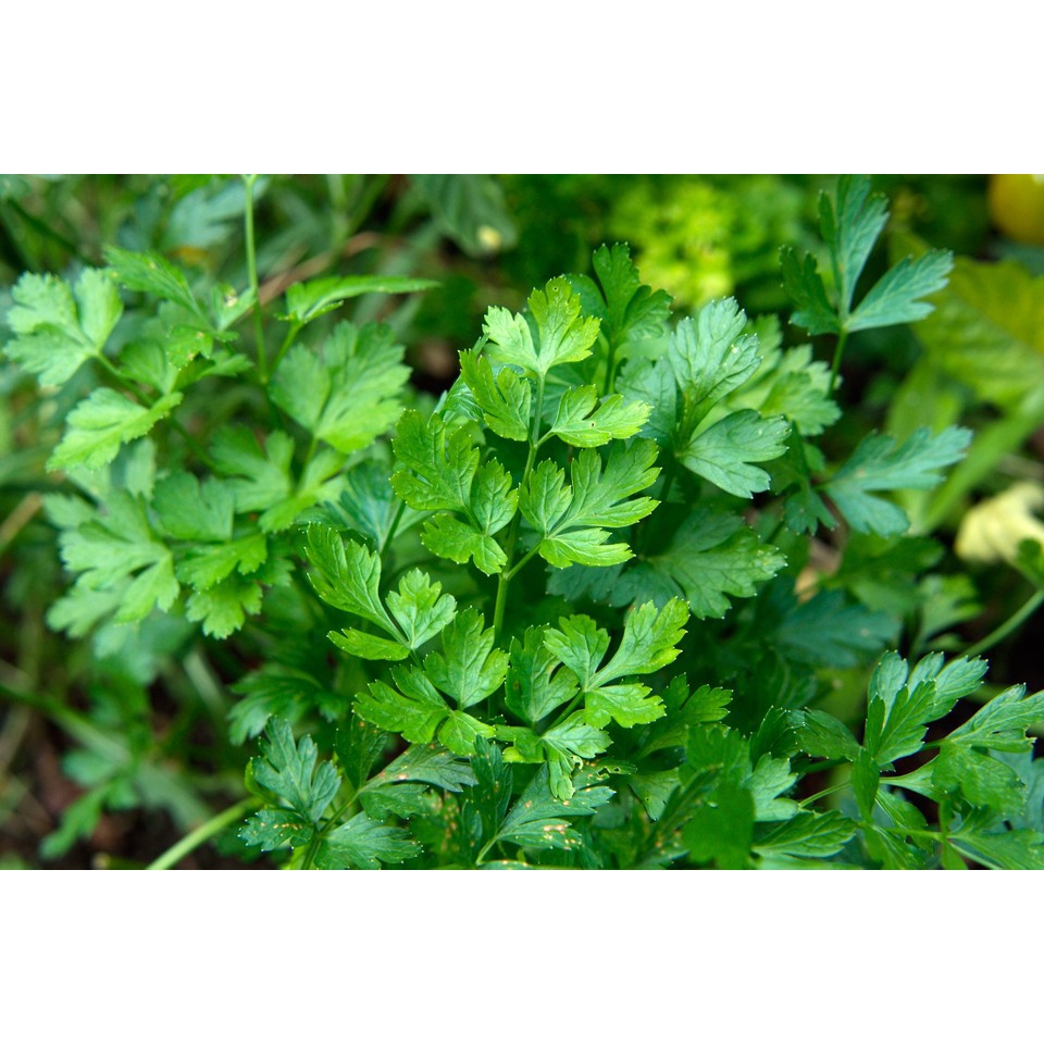 Lá mùi tây Ông Chà Và 15gram (Parsley)