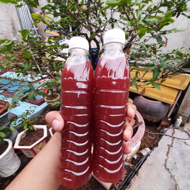 Vi khuẩn quang hợp psb ( làm nhà) chai 500ml