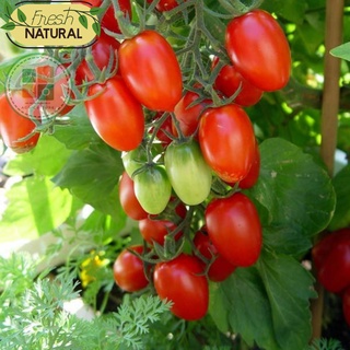 Hạt giống cà chua cherry đỏ chịu nhiệt