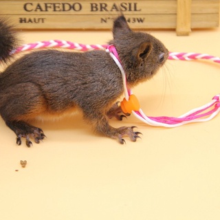 Dây dắt hamster, thỏ, Sóc , đuôi mập, chuột lang