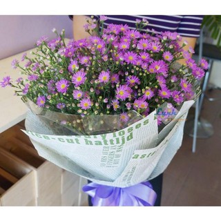 Hạt Giống Hoa Cúc Thạch Thảo ( 50 Hạt)