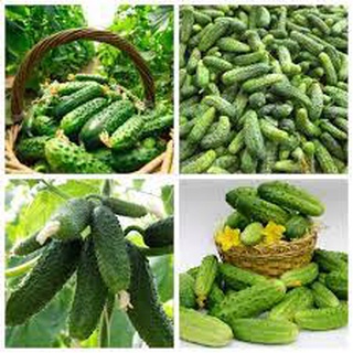 Hạt giống dưa chuột bao tử gói 30 hạt