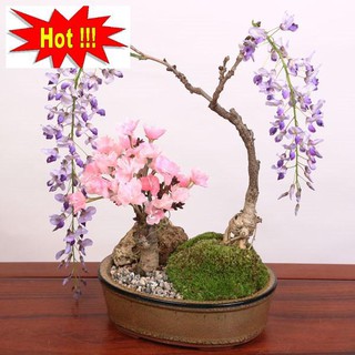 Hạt giống Hoa Tử đằng (5 hạt)