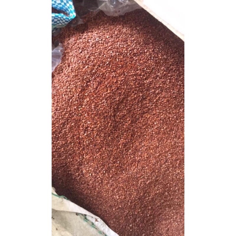 ngũ hoa hạt to
