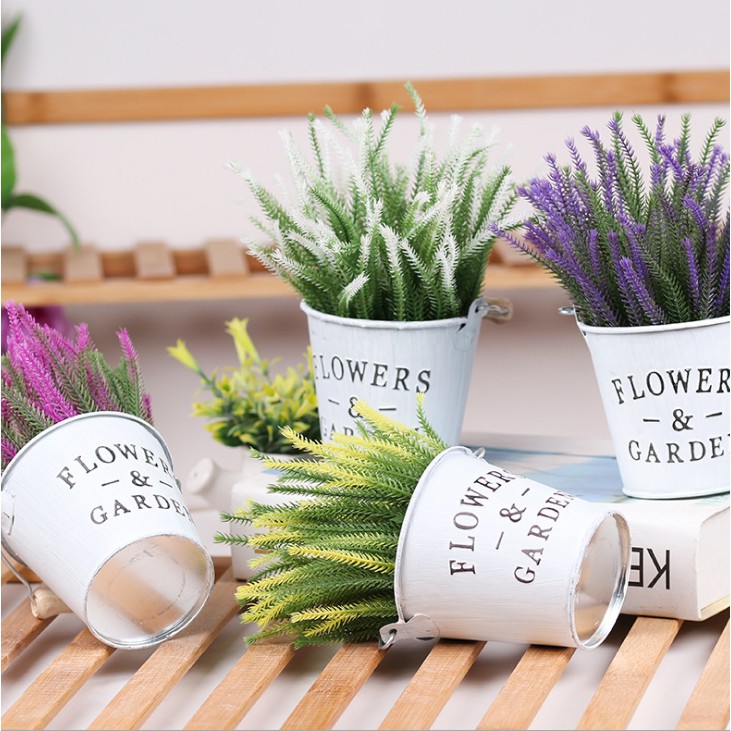 Xô thiếc và cỏ nhánh nhọn, hoa giả