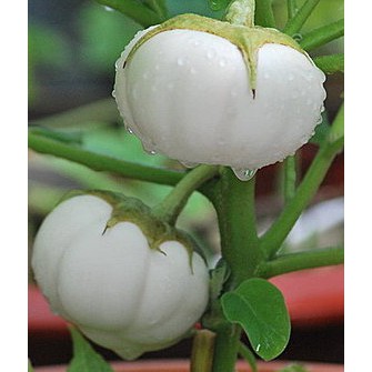 Hạt giống Cà đĩa  trắng F1 gói 1gram