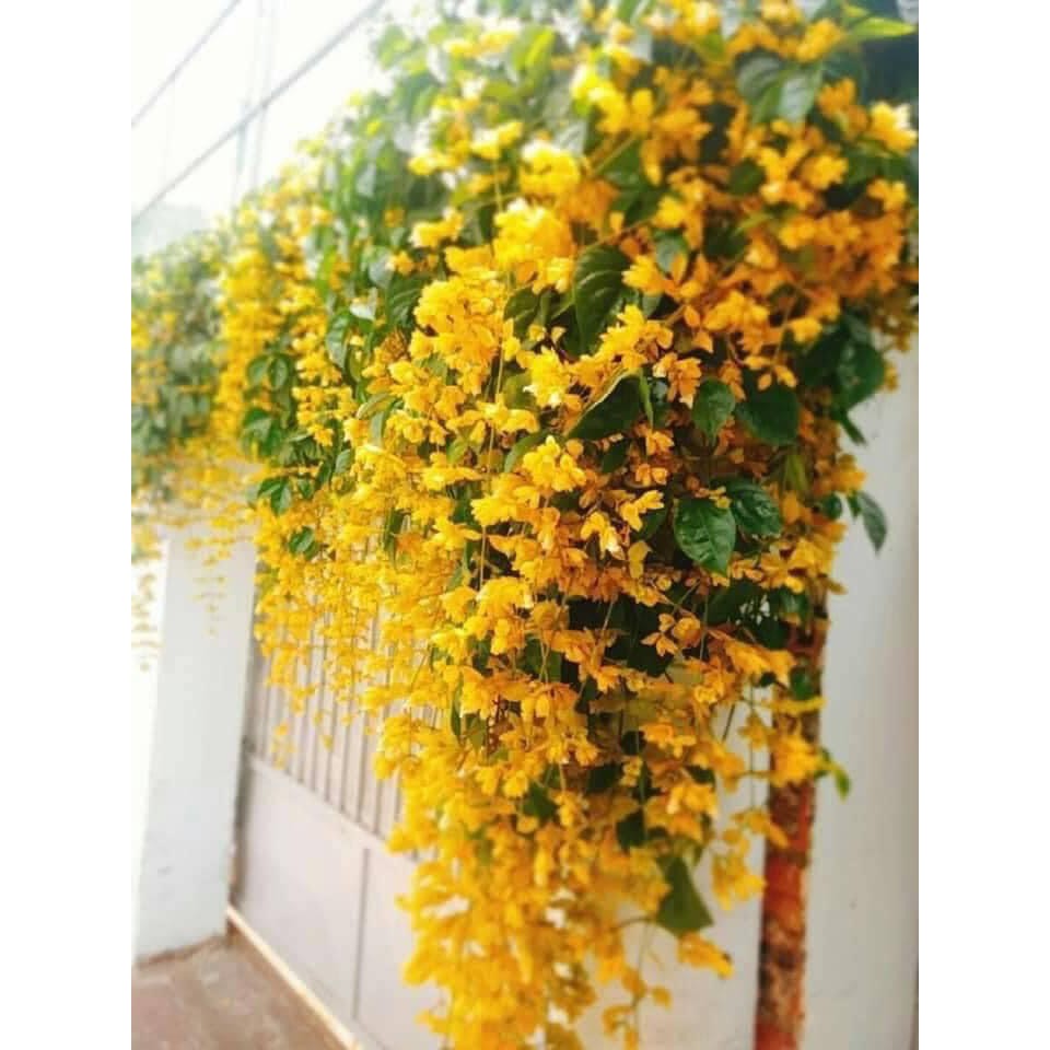 Lan Hoàng Dương/ Chuỗi ngọc vàng - Trang Flowers