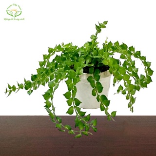 Cây vảy rồng treo