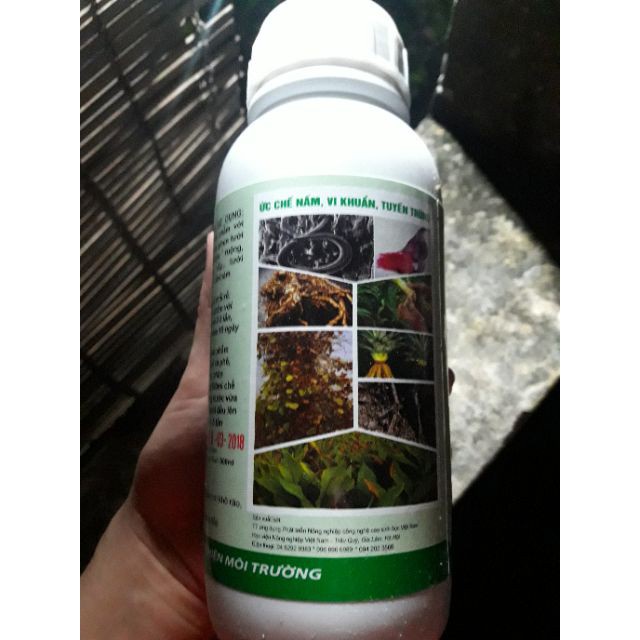 [SIEURE] Nấm đối kháng Trichoderma hàng đẹp, phân phối chuyên nghiệp.