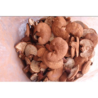 Nấm Linh Chi Đỏ nguyên tai