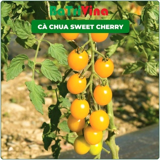 Hũ 10 hạt giống cà chua trái cây Sweet Cherry F1 hạt bọc men CHẤT LƯỢNG CAO, giống nhập Mỹ thơm ngon, chịu nhiệt tốt