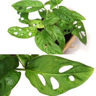 CÂY TRẦU BÀ LỖ / ADANSONII MONSTERA