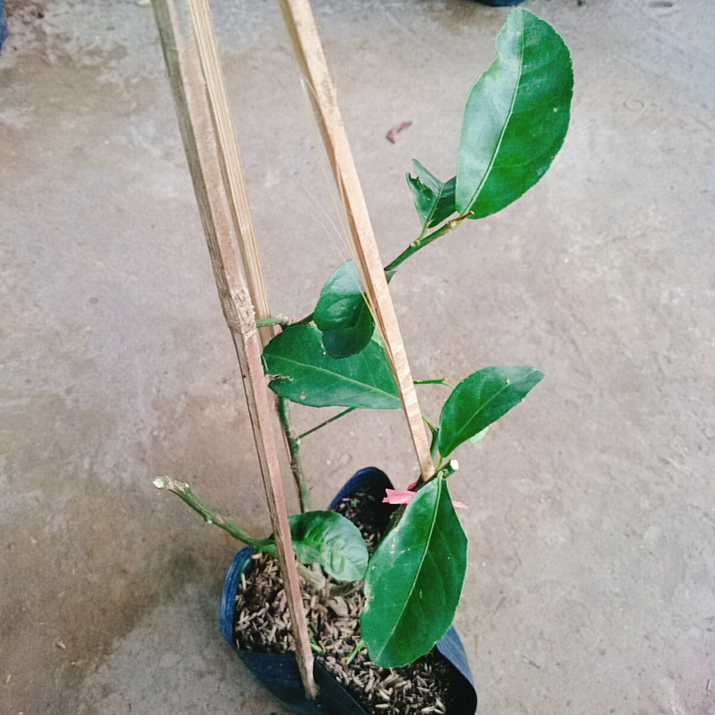 Cây chanh tứ quý cao 40-50 cm - caykiengsadec