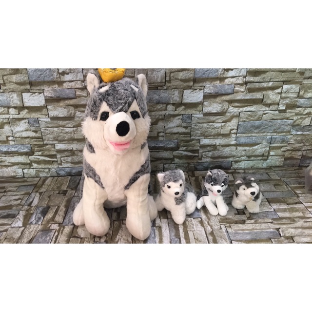 Set chó husky 4 con( 20-50cm )