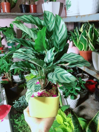 Chậu Cây Đuôi Công Xanh