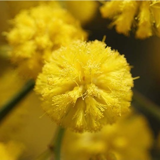 Hạt giống hoa MIMOSA ( cây trinh nữ)- 10 hạt