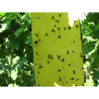 45 miếng Bẫy dính côn trùng màu vàng (bẫy ruồi đục quả)