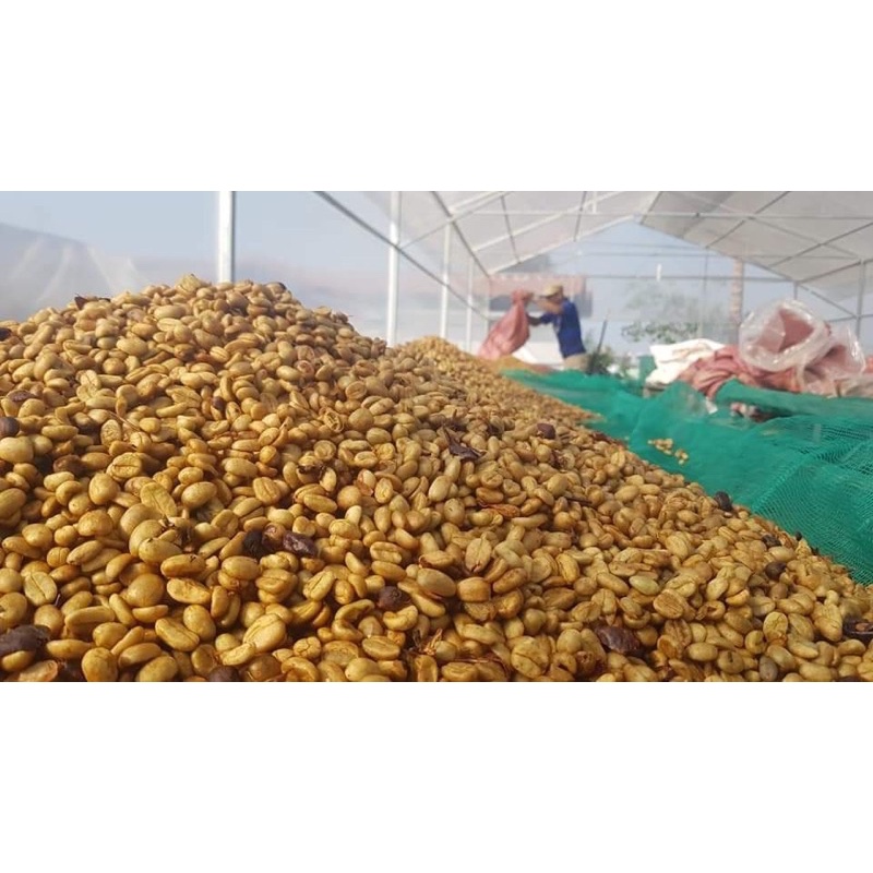 Gói cà phê phin giấy túi lọc_100% ROBUSTA hình mèo dễ thương _Khuê Cà Phê