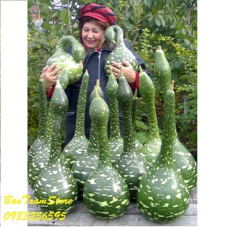 Bán buôn, bán lẻ - Hạt giống bầu thiên nga gói 5 hạt xuất xứ Đức tại thietbinhavuon_chất lượng.