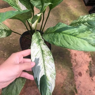 chậu lan ý cẩm thạch loại lớn