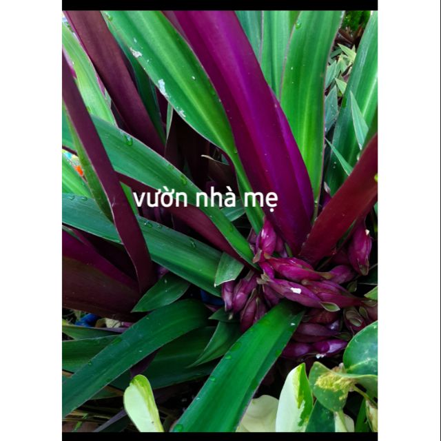 Cây lẻ bạn nấu nước mát