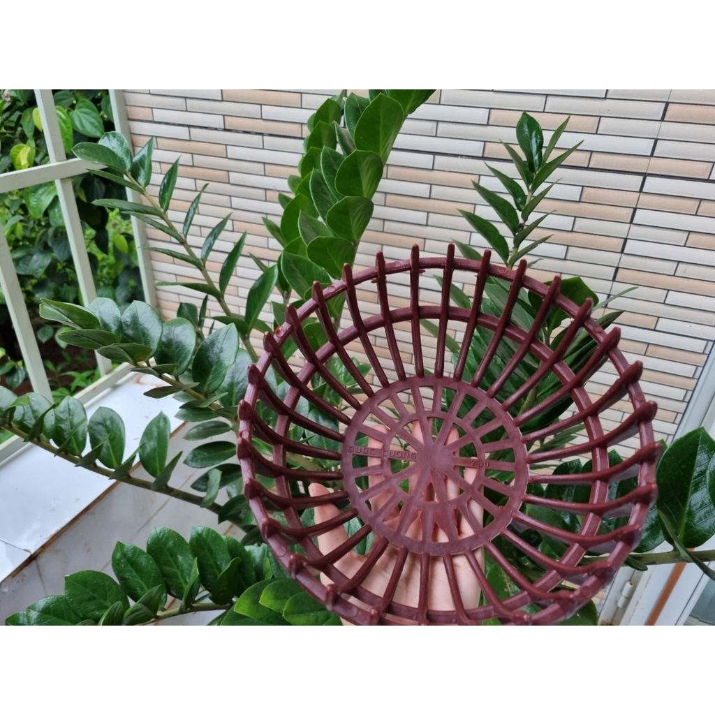 Chậu quả bí trồng lan đủ size