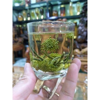 Nụ hoa tam thất