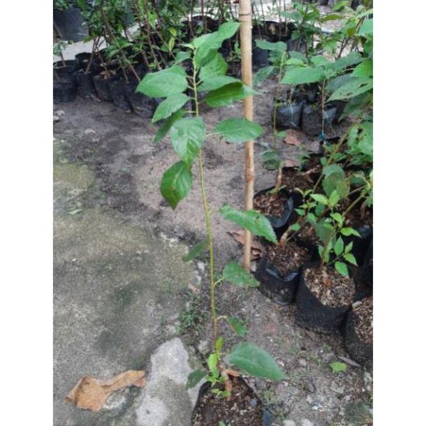 Cherry mỹ nhiệt đới 1 năm cho trái - Nhà Vườn Khánh Võ