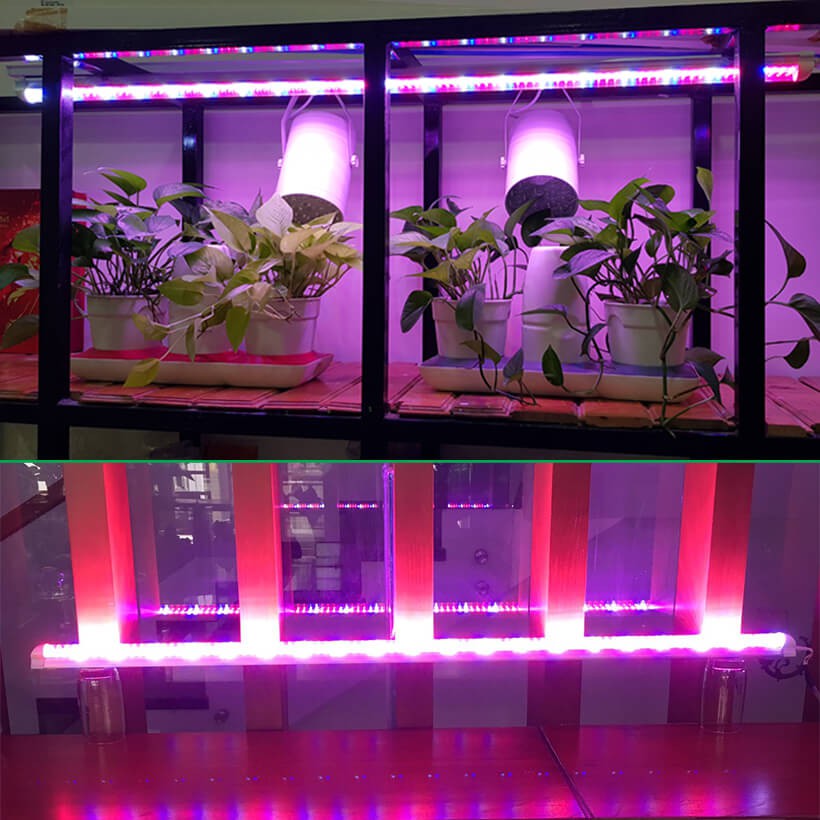 Đèn Quang Hợp Trồng Cây Trong Nhà Green Smart Light 30W (đèn dài 1.2 mét) được ứng dụng rộng rãi như trồng rau sạch tại