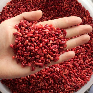 50g Đá San Hô Đỏ Tự Nhiên