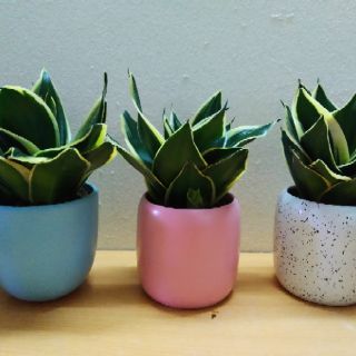 Cây Lưỡi hổ thái